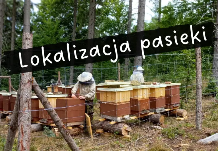 Ustawianie uli w lesie. Pasieka pod lasem, gdzie pszczelarze w strojach ochronnych pracują przy ulach.
