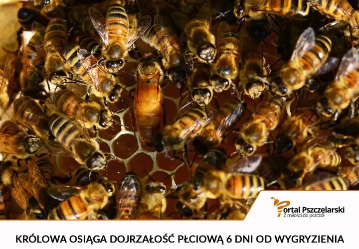 Królowa pszczół, otoczona przez robotnice, osiąga dojrzałość płciową 6 dni od wygryzienia.