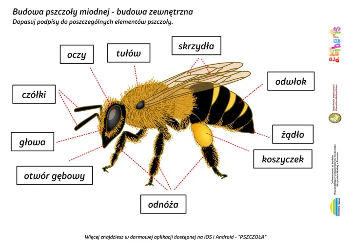 Ilustracja przedstawia budowę pszczoły miodnej. Widoczna jest głowa pszczoły z czułkami i oczami.