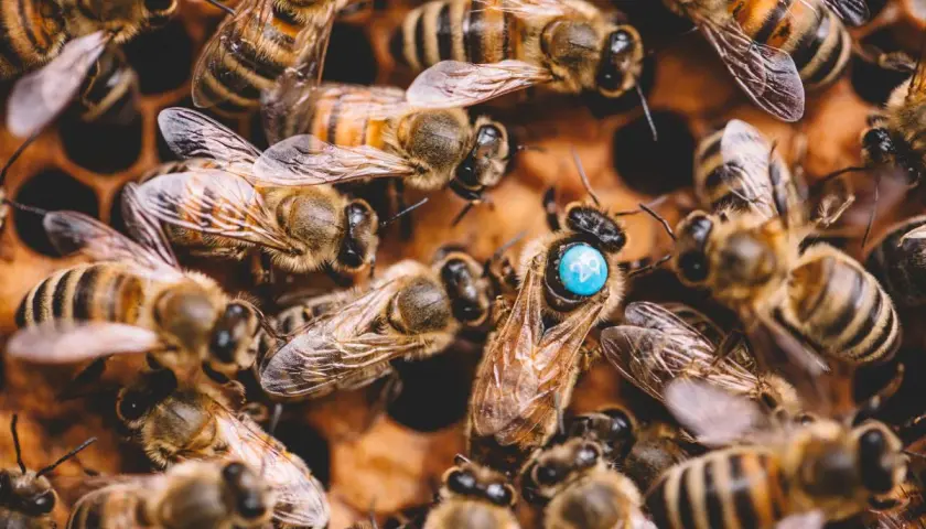 Rój pszczół wokół królowej, która ma na grzbiecie niebieską kropkę z numerem. To stara matka, serce ula.
