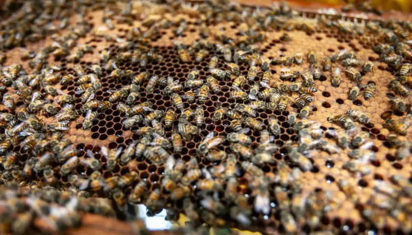 Rój pszczół pracowicie zbiera propolis w ulu, tworząc złocisty plaster miodu.