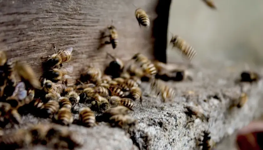 Rój pszczół przy ulu. Ich praca to cenny propolis na grzybicę, naturalny lek.
