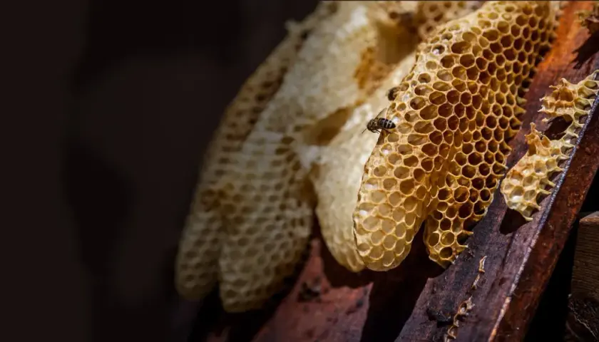 Plaster pszczeli na plastrach miodu. Dowiedz się, jak stosować propolis na zatoki, czerpiąc z natury.