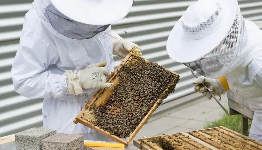 Osoby w strojach pszczelarza badają ramkę z pszczołami.
