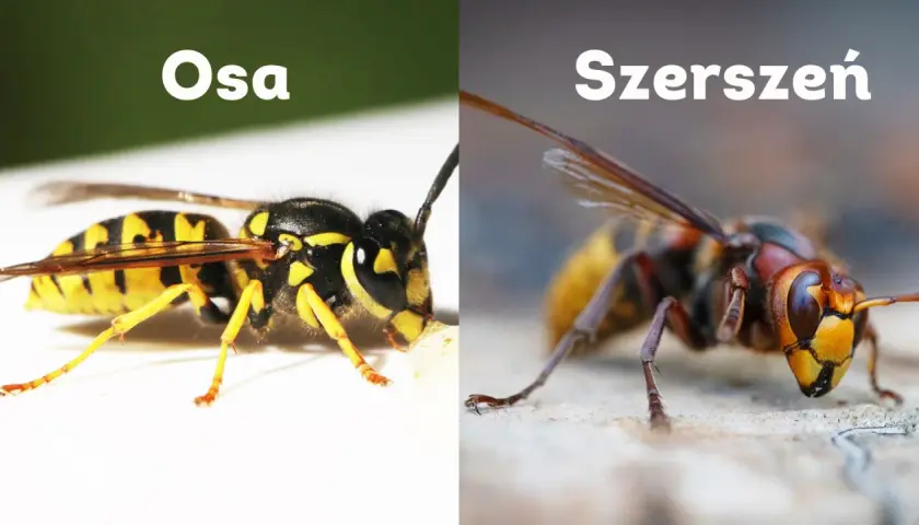 Osa i szerszeń – dwa owady, które często mylimy. Osa jest mniejsza i ma wyraźniejsze czarno-żółte pasy. Szerszeń jest większy, z brązowo-żółtym ubarwieniem.