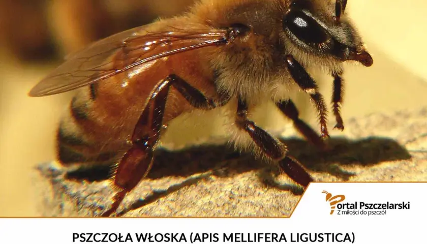 Pszczoła włoska, czyli Apis mellifera ligustica, to jeden z najpopularniejszych podgatunków pszczół na świecie.