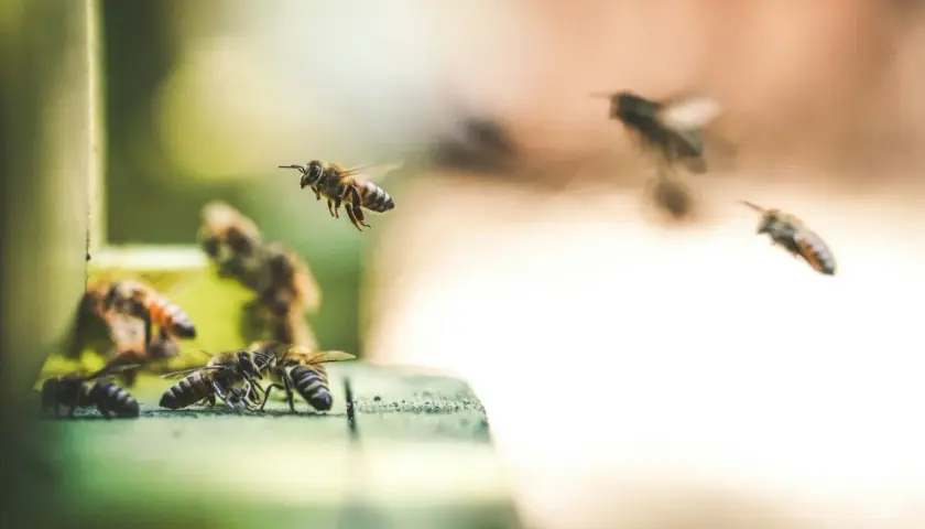 Pszczoły pracowicie zbierają nektar, pokazując, jak pszczoły robią miód. Wiele pszczół krąży wokół ula, niektóre lądują, inne wylatują.