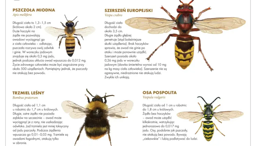 Trzmiel leśny, pszczoła miodna, szerszeń europejski i osa pospolita – porównanie owadów.