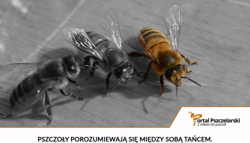 Trzy pszczoły na drewnianej powierzchni. Jedna, kolorowa, wykonuje taniec, pokazując, jak porozumiewają się pszczoły.