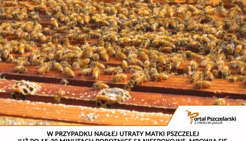 Rój pszczół na ramkach ula. Robotnice są niespokojne, gdy umiera królowa pszczół, co się dzieje w takich sytuacjach.