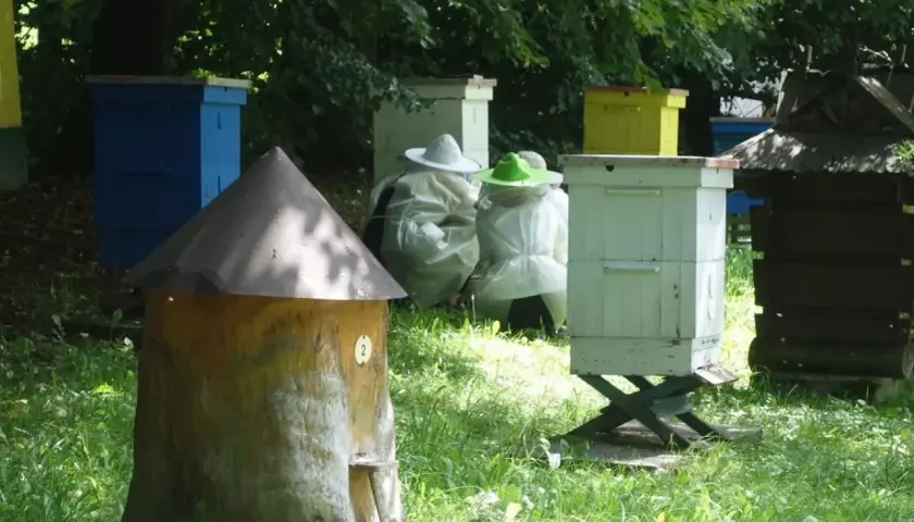Pasieka z ulami i pszczelarzami w strojach ochronnych. Rozważasz sprzedaż miodu z własnej pasieki a podatek?