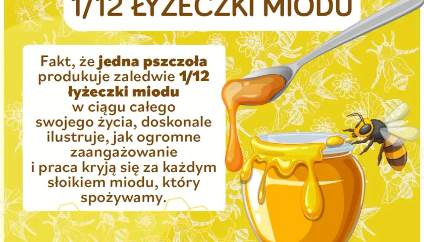 Ciekawostki o pszczołach: jedna pszczoła produkuje tylko 1/12 łyżeczki miodu w ciągu życia. To pokazuje ogrom pracy pszczół!