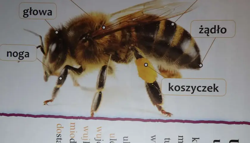 Szczegółowy rysunek pokazuje, jak wygląda pszczoła: jej głowa, skrzydła, nogi, odwłok i żądło. Na nodze widać koszyczek z pyłkiem.