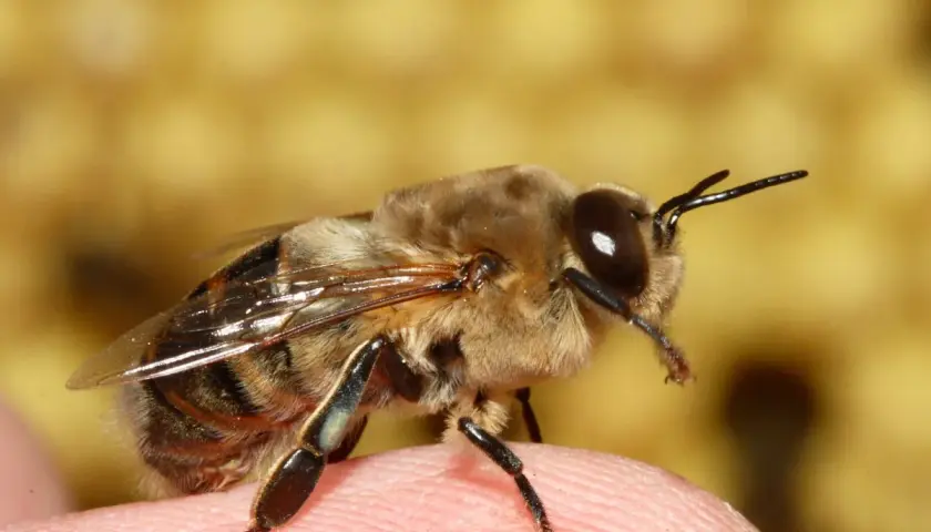 Apis mellifera, pszczoła miodna, siedzi na ludzkim palcu, jej czułki wyciągnięte w kierunku obiektywu.