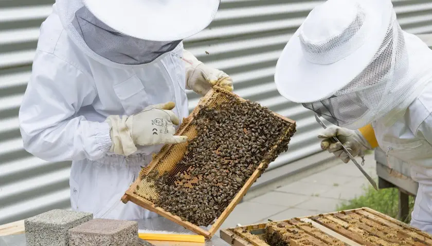 Pszczelarze w białych strojach badają ramkę z pszczołami. Zastanawiasz się, ile miodu produkuje jedna pszczoła?