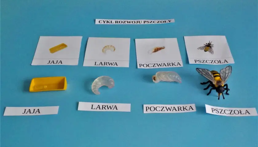 Cykl rozwoju pszczoły: jajko, biała larwa pszczoły, poczwarka i dorosła pszczoła.