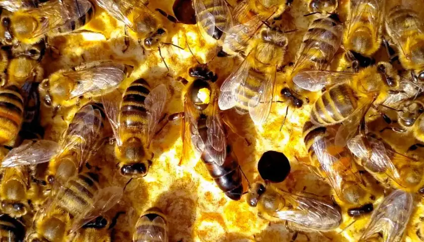 Rój pszczół pracowicie zbiera propolis. Zastanawiasz się, ile propolisu na 0.5 l spirytusu?