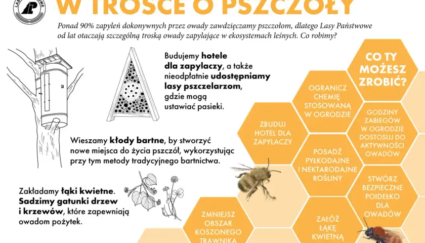 W dzień pszczoły Lasy Państwowe budują hotele dla zapylaczy, tworzą łąki kwietne i wieszają kłody bartne. Ty też możesz pomóc!