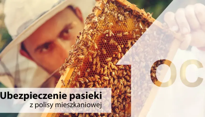 Pszczelarz w kapeluszu z siatką ogląda ramkę z pszczołami. Ubezpieczenie pasieki z polisy mieszkaniowej.
