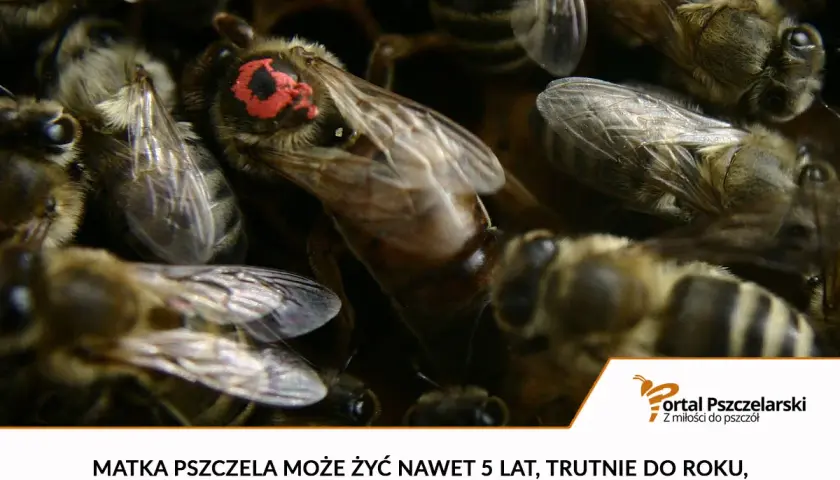 Matka pszczela żyje do 5 lat, trutnie do roku, a robotnice 5-6 tygodni.