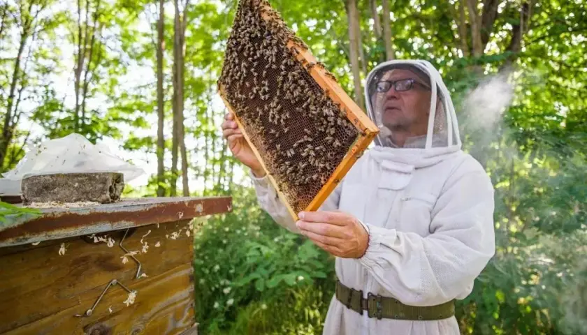 Pszczelarz w stroju ochronnym ogląda ramkę z pszczołami. Dostępne dotacje dla pszczelarzy pomagają rozwijać pasieki.