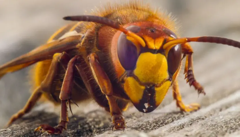 Szerszeń, groźny naturalny wróg osy, z bliska na drewnianej powierzchni.