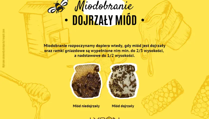Ilustracja o produkcji miodu: ul, pszczoła, słoik z miodem. Porównanie miodu niedojrzałego i dojrzałego.
