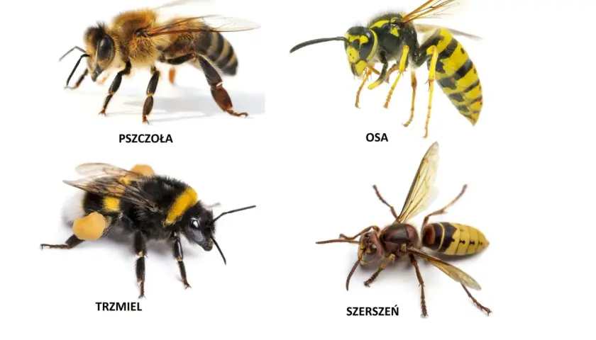 Pszczoła, osa, trzmiel i szerszeń. Szerszeń, podobne do szerszenia, ale większy, z brązowo-żółtym odwłokiem.