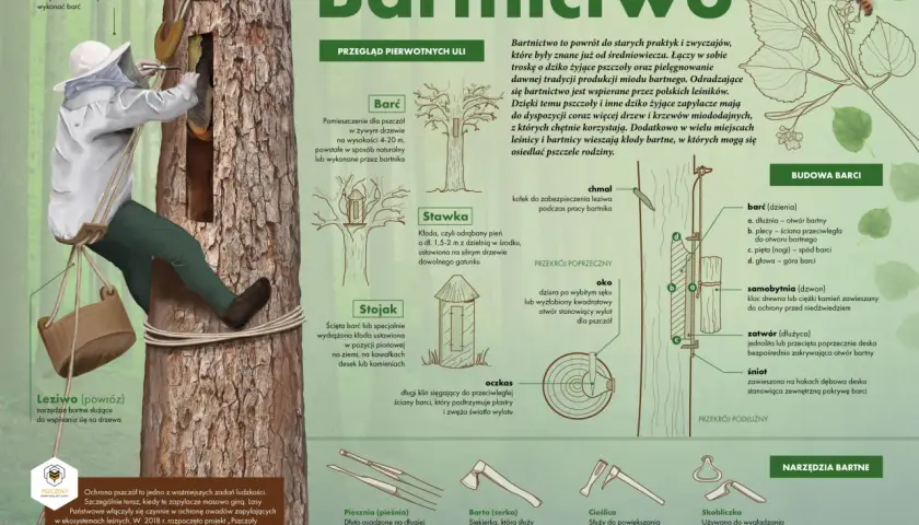 Bartnik pracuje przy barci dla pszczół, która jest wydrążonym w drzewie ulem.