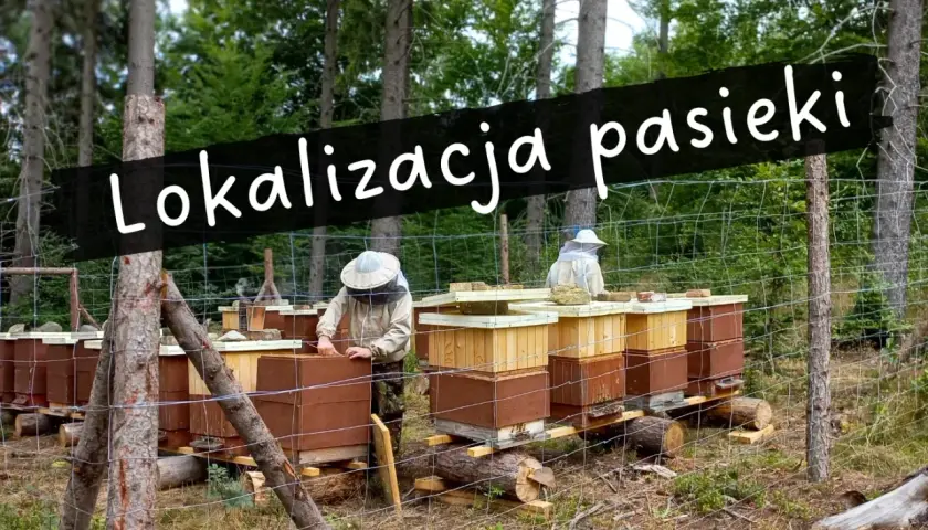 Ustawianie uli w lesie. Pasieka pod lasem, gdzie pszczelarze w strojach ochronnych pracują przy ulach.