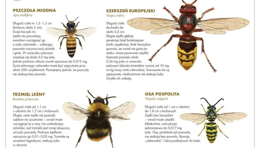 Jak pozbyć się pszczół? Poradnik rozróżnia pszczołę miodną, szerszenia, trzmiela i osę. Unikaj agresywnych owadów.