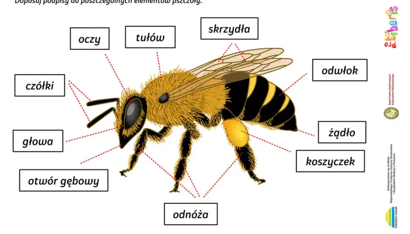 Ilustracja przedstawia budowę pszczoły miodnej. Widoczna jest głowa pszczoły z czułkami i oczami.
