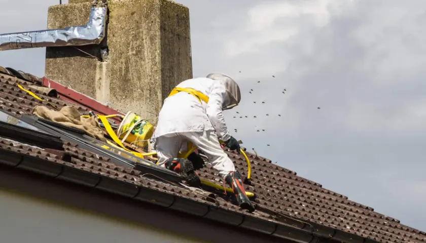 Osoba w stroju pszczelarskim usuwa gniazdo os z dachu. Wokół latają osy.