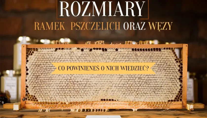 Ramki pszczele z miodem. Poznaj wymiary ramek pszczelich i dowiedz się, co powinieneś o nich wiedzieć.
