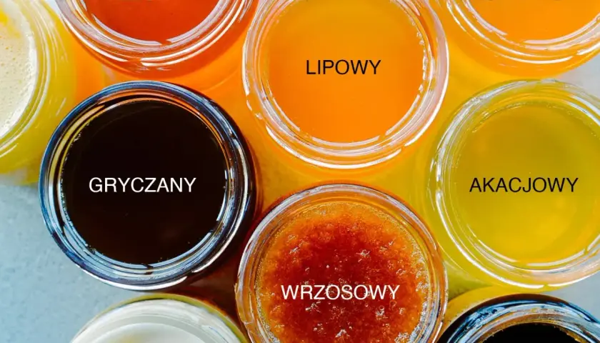 Siedem słoików z różnymi rodzajami miodu: leśny, gryczany, lipowy, wrzosowy, wielokwiatowy, akacjowy, spadziowy.