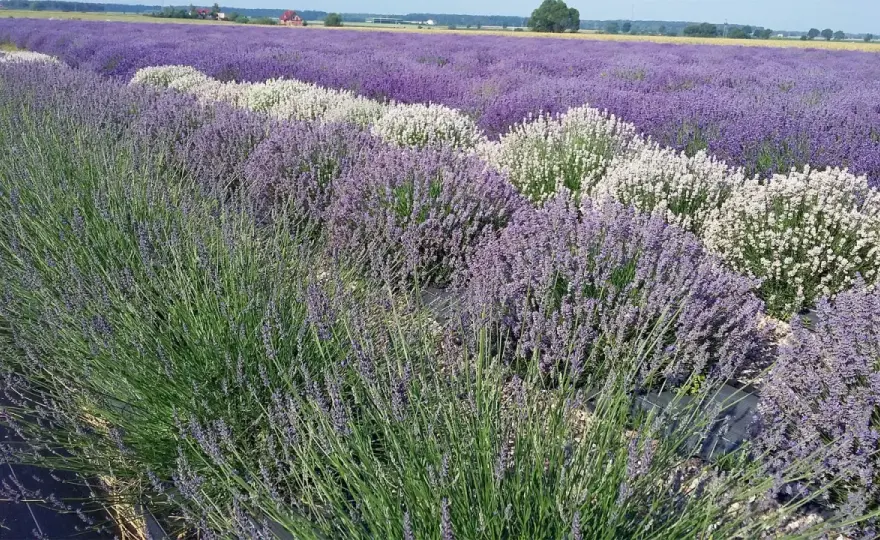 Ile lawendy z hektara można uzyskać? Plon, susz i olejek