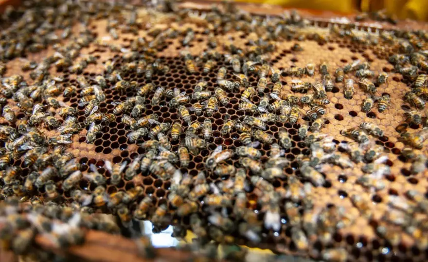 Propolis w ulu - po co pszczoły go zbierają i gdzie trafia