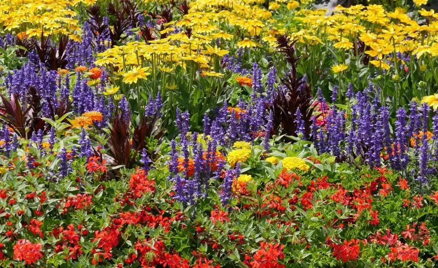 Rośliny miododajne w ogrodzie od wiosny do jesieni