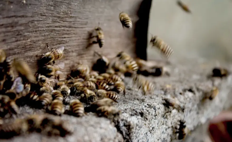 Propolis przy grzybicy - kiedy pomaga naprawdę?