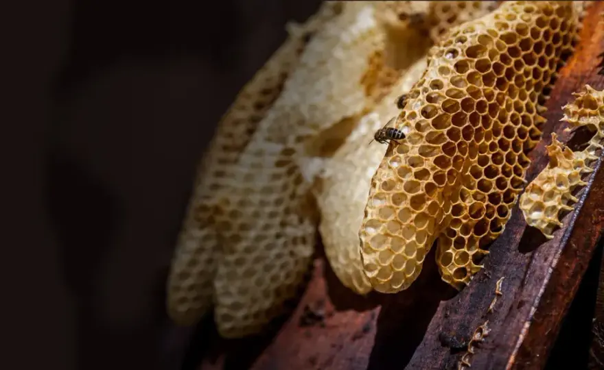 Propolis na zatoki - jak stosować go bez podrażniania śluzówki