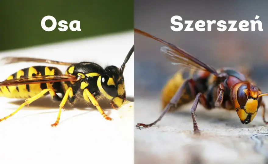 Pszczoła, osa i szerszeń - jak je odróżnić i co zrobić po użądleniu