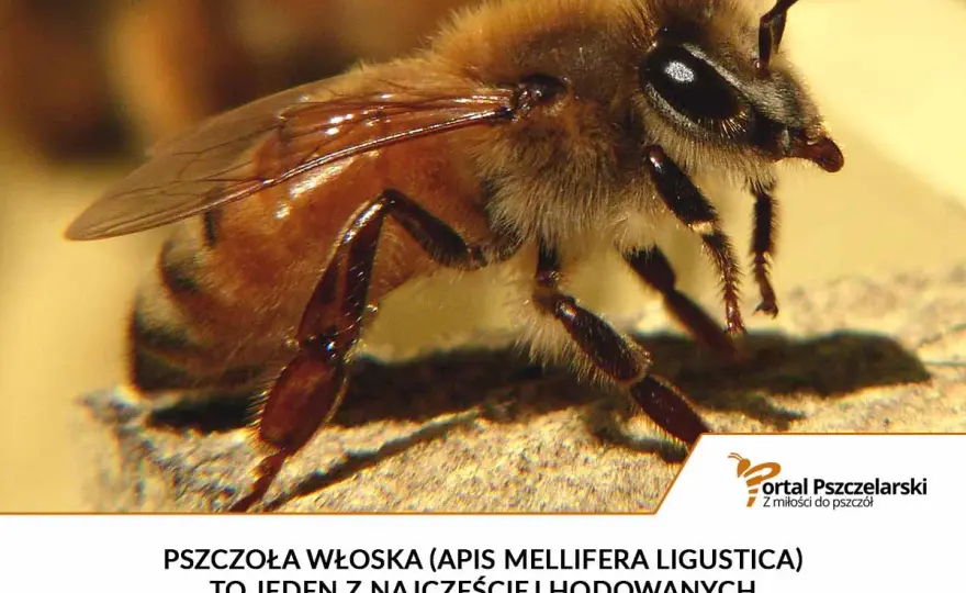 Łacińska nazwa pszczoły - co oznacza Apis mellifera?