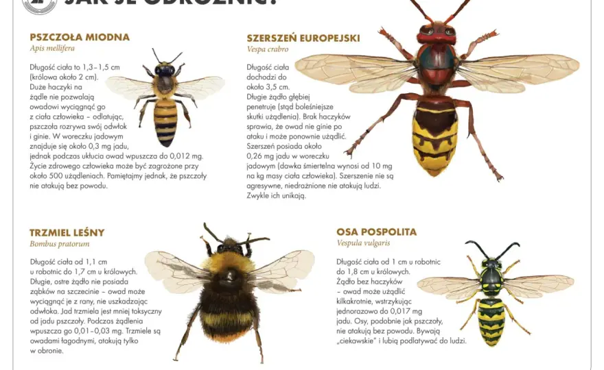 Pszczoła leśna - jak ją rozpoznać i wspierać zapylacze