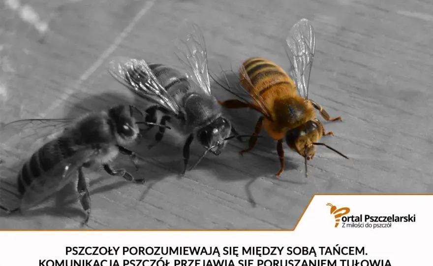 Jak porozumiewają się pszczoły? Taniec, zapachy i feromony