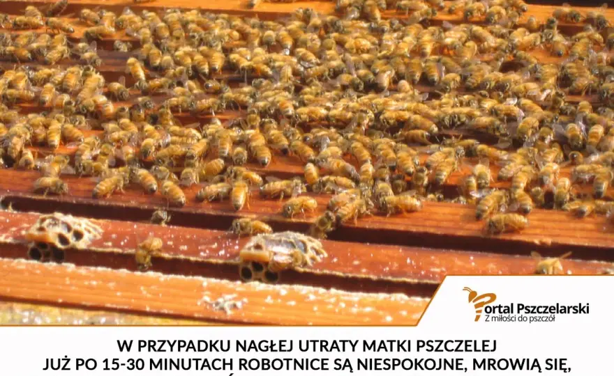 Utrata matki pszczelej - co dzieje się w ulu?