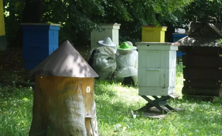 Podatek od miodu z własnej pasieki - kiedy trzeba go płacić?