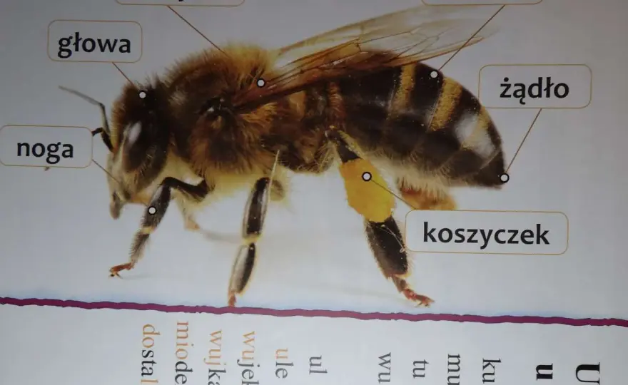 Jak wygląda pszczoła? Budowa, rozmiar i różnice
