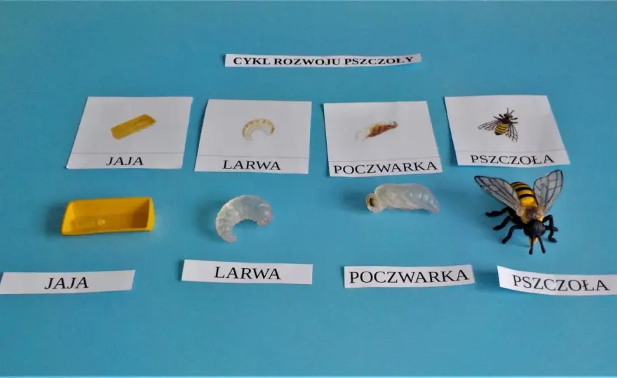 Larwa pszczoły - rozwój, karmienie i oznaki zdrowego czerwiu
