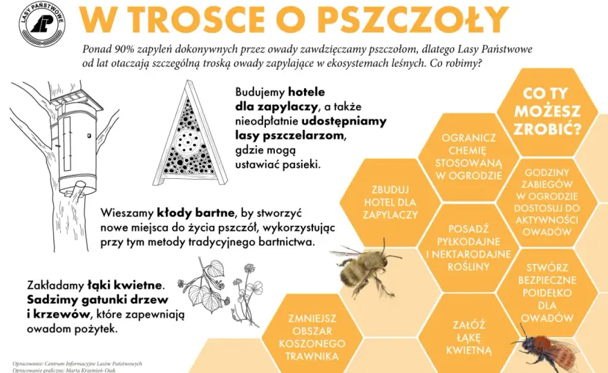 Dzień Pszczoły - kiedy wypada i jak realnie pomóc pszczołom