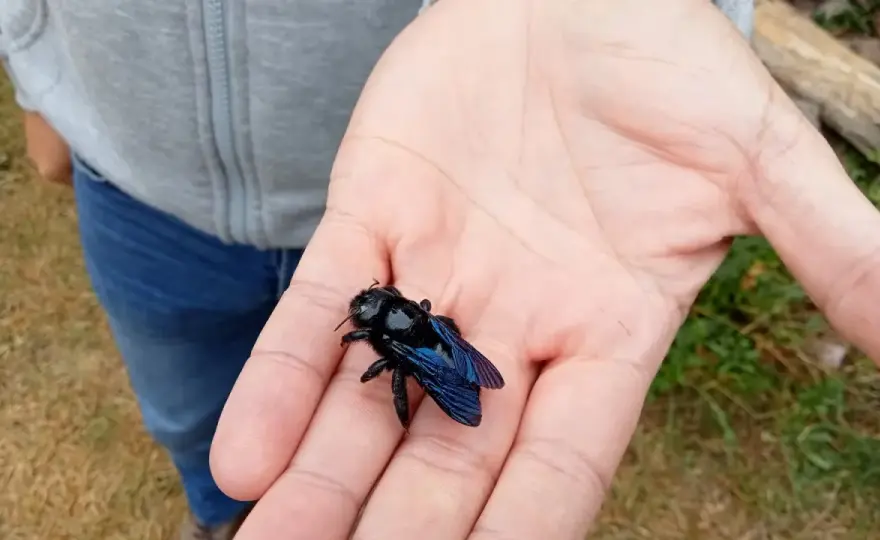 Pszczoła afrykańska w Polsce - mit, ryzyko i fakty